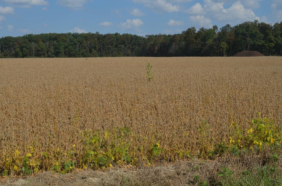 REAL ESTATE AUCTION - 604+/- ACRES IN 14 TRACTS IN MERCER CO., OHIO